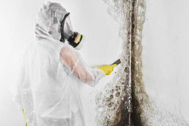 Best Residential Mold Removal  in Seabrook, TX