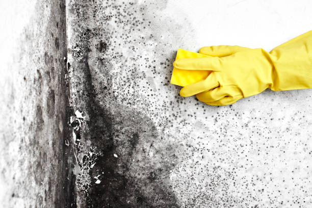 Best Crawl Space Mold Removal  in Seabrook, TX