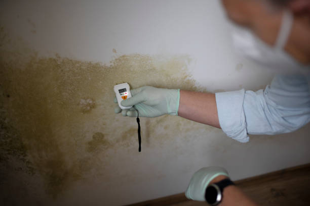 Best Black Mold Removal  in Seabrook, TX