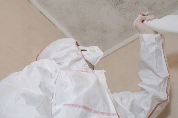 Best Black Mold Removal  in Seabrook, TX
