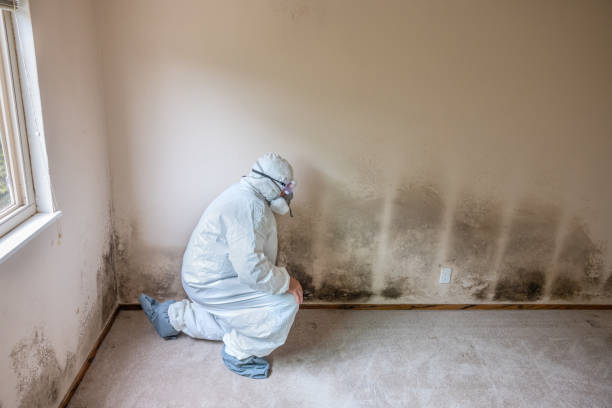 Best Certified Mold Removal  in Seabrook, TX