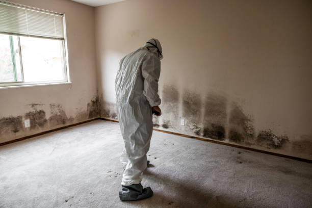 Best Mold Damage Repair  in Seabrook, TX